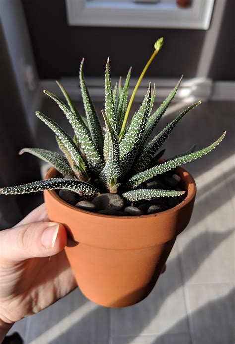 My Zebra Haworthia Decided To My Biggest Surprise To Bloom 😍 R