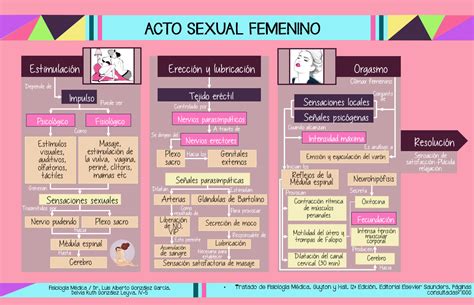 Fisiológicamente Hablando Acto Sexual Femenino