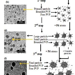 Expected Palladium Nanoparticles Formation Mechanism And TEM