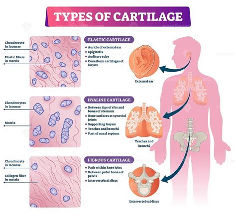 Teaching Biology, Science Biology, Hyaline Cartilage, Synovial Joint ...