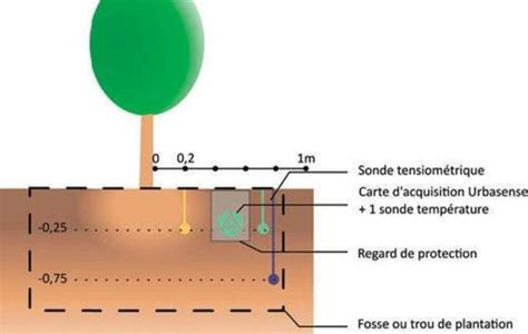 La Tensiom Trie Favorise La Transplantation Des Jeunes Arbres