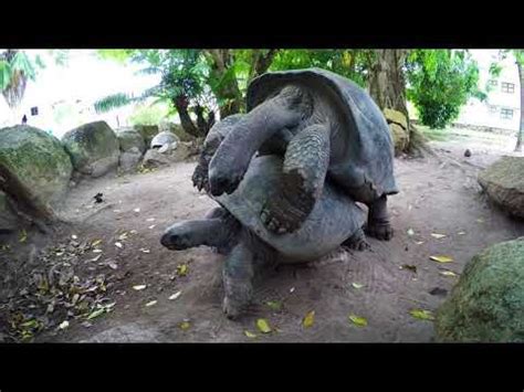 Best Big Turtles Having Sex Giant Tortoises In Domaine De La Reserve Praslin Seychelles Giant