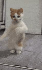 Dancing Cat Dance GIF - Dancing cat Dance Cat - Discover & Share GIFs