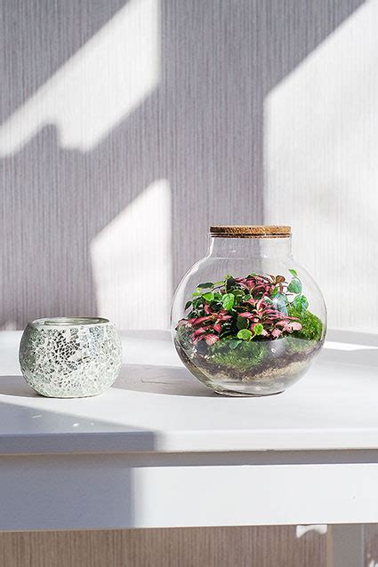 Флорариум - купить в Москве недорого | Магазин Moss-Florarium.ru