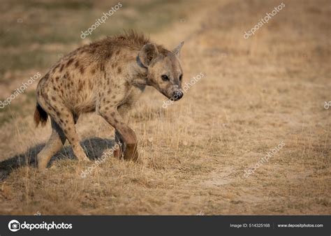 Hyena Africa Stock Photo by ©Collins93 514325168