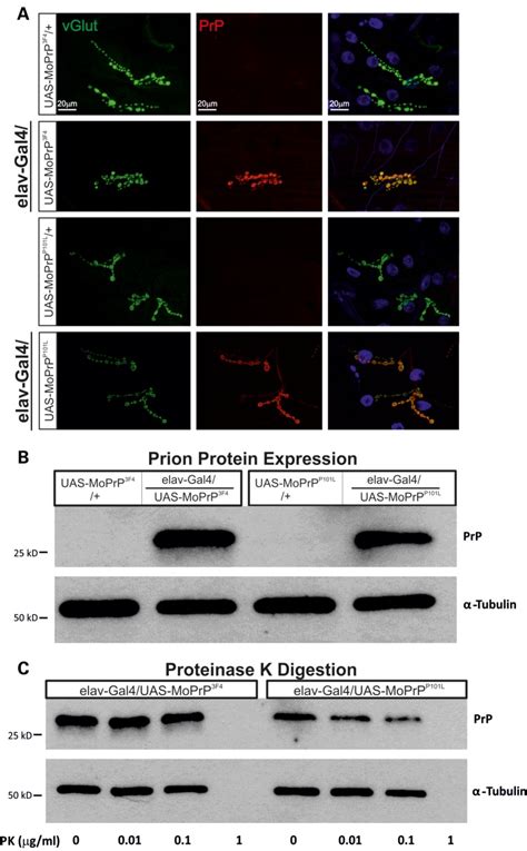 Prion Protein Expression Does Not Result In Pk Resistance At The Larval