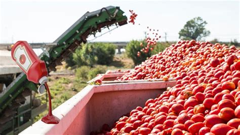 How Tomato Ketchup Is Made Harvesting And Processing Process With High