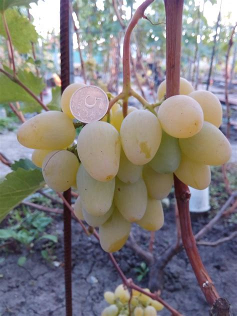 Фото Винограда Торнадо – Telegraph