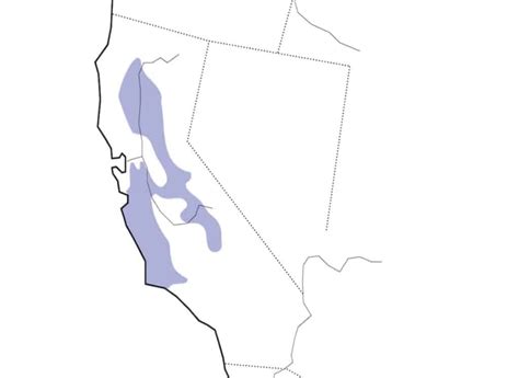 10 Types of Corvids Found in California (Crows, jays) - Bird Watching HQ