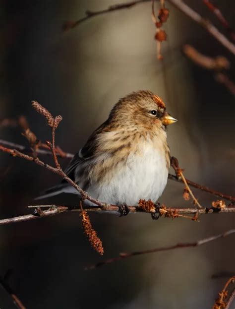 Lesser Redpoll By Angus Croudace Birdguides