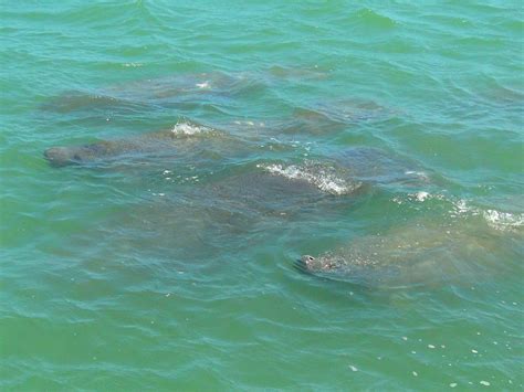 Indian River Lagoon And Swampland Boat Tours All You Need To Know