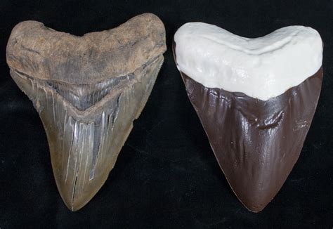 Акульи зубы фото (много фото) - artshots.ru