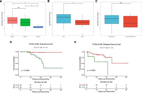 Frontiers Methylation Driven Gene Dll Is A Potential Prognostic