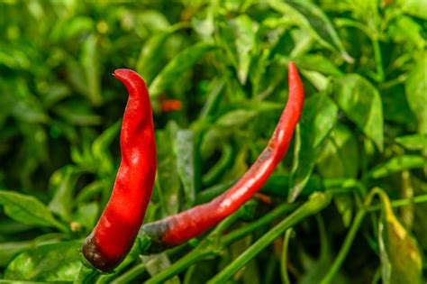 Premium Photo Red Hot Pepper Hanging On The Plant In A Greenhouse
