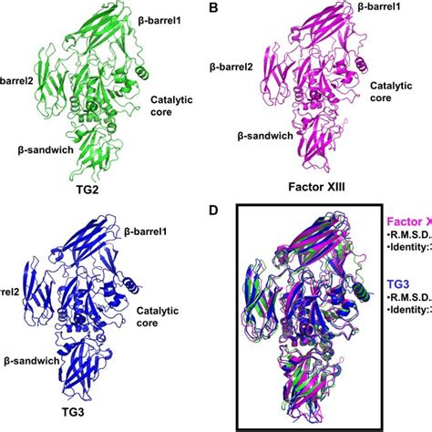 Extended Structure Mediated Activation Mechanism Of Transglutaminase