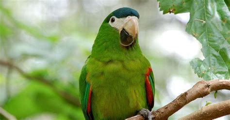 Macaw Lifespan: How Long Do Macaws Live? - Beakful Of Birds