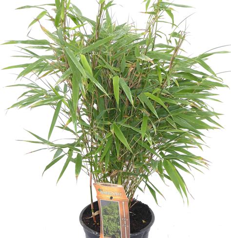 Bamboo Fargesia Robusta 3 6 Litre Fast Growing Non Invasive Bamboo Plants Uk Garden