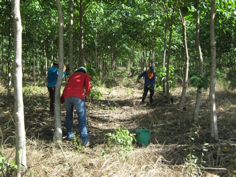 Nutrición Forestal Porque Fertilizar