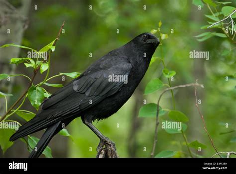 American Crow Corvus Brachyrhynchos In Woods Near Grandin Pond With A Quizzical Look On His