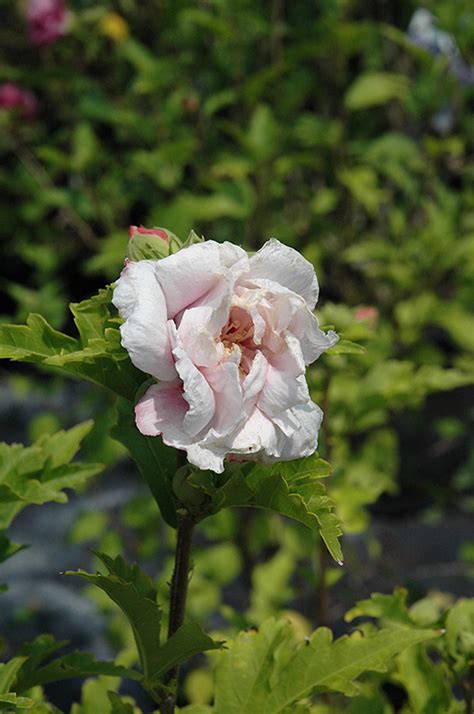 Paeonyflorus Rose Of Sharon Hibiscus Syriacus Paeonyflorus In Drums