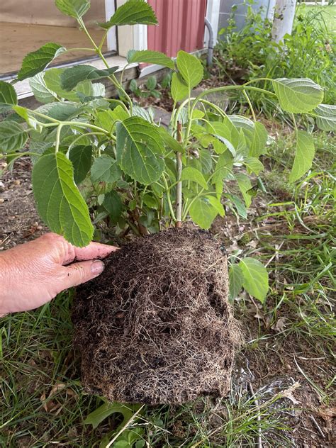 When Is the Best Time to Plant Perennials? (Hint: It Isn't Spring