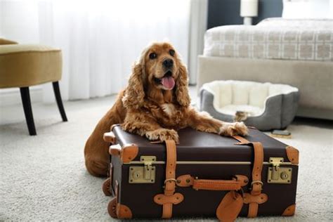 32 tips for traveling with pets | PetsRadar