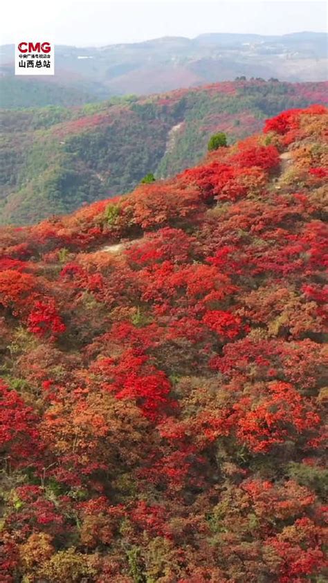 秋日之美！漫山红叶为群山换上秋日限定套装秋景新浪新闻