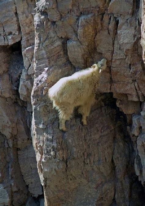 Козы на горном склоне. | Mountain goat, Animals wild, Mountain goats ...