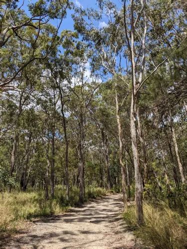 Best Hikes and Trails in Greater Glider Conservation Area | AllTrails