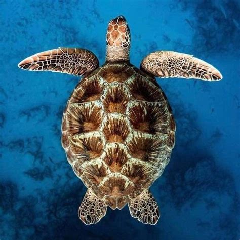 Pin by Everything Inspirational on Animals | Turtle, Sea turtle ...