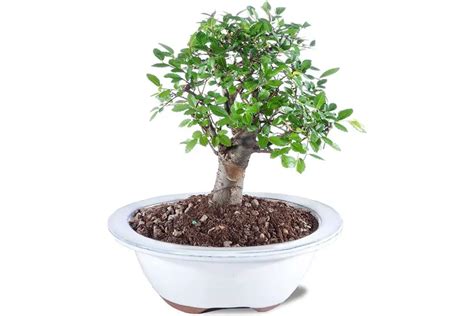 Chinese Elm Ulmus Parvifolia Care Guide