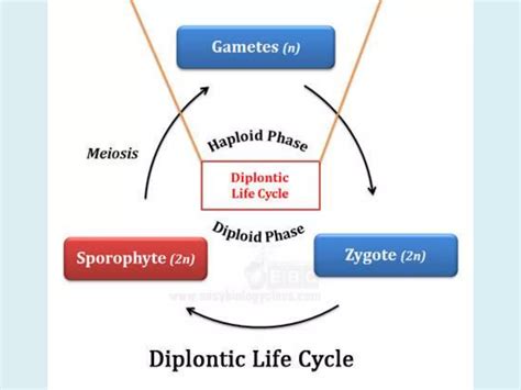 Life Cycle Of Algae PPT