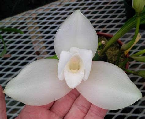 Honduras National Flower Orchid | Best Flower Site