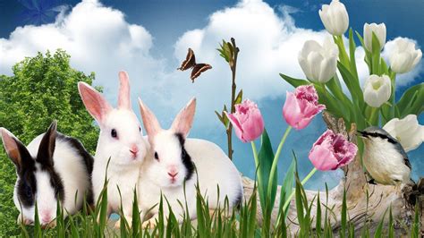 Spring Bunny Wallpapers - Top Free Spring Bunny Backgrounds ...