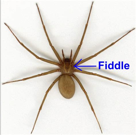 Paul Smith Handbags Brown Recluse | semashow.com