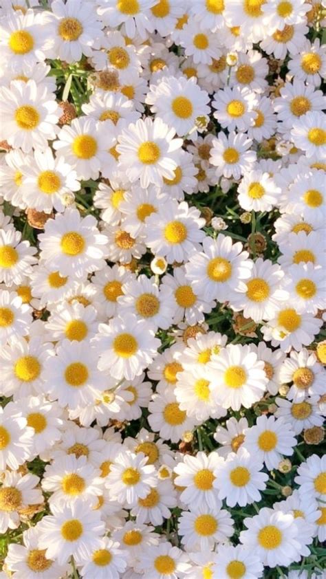 Daisies Daisy Cottage Core Nature White Yellow Green Aesthetic