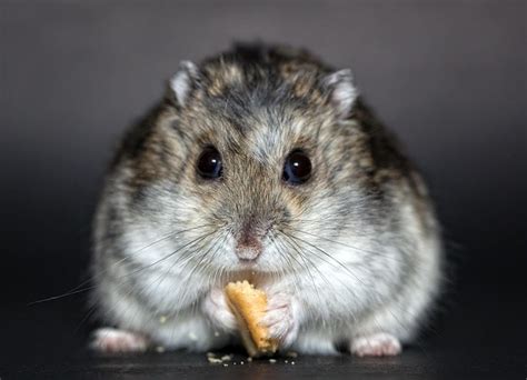 Free photo: Hamster, Dwarf Hamster, Dschungare - Free Image on Pixabay ...