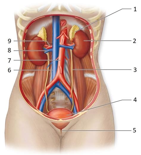 The Organs Of The Urinary System Diagram Quizlet