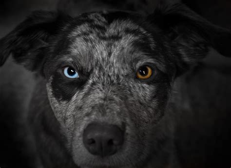 20 Animals with Two Different Colored Eyes «TwistedSifter