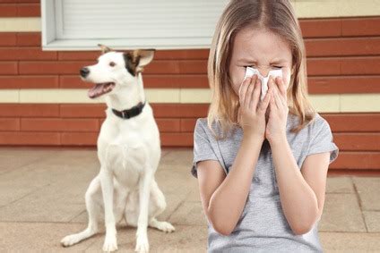 Allergia Al Pelo Del Cane Cani Anallergici Sintomi E Rimedi Per L