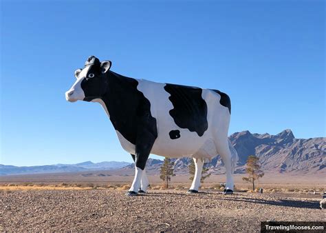 Big Bovine Of The Desert Amargosa Valley Nv Traveling Mooses