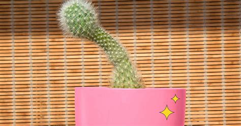 12 Reasons Your Penis Might Be Sore After Sex And Solutions