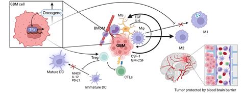 Biology Of Cancer — Nathanson Lab At Ucla