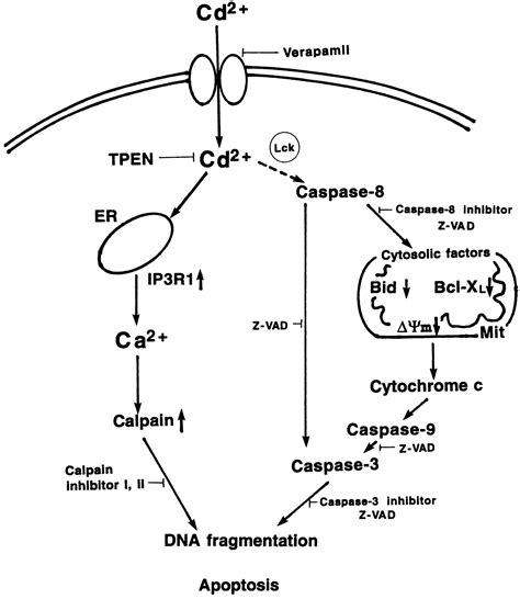 Apoptosis Induced By Cadmium In Human Lymphoma U937 Cells Through Ca2