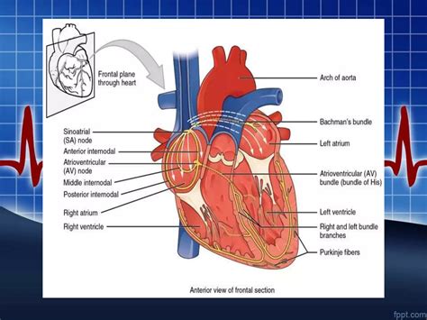 Why the electrical impulse of the heart normally begins at the top 3