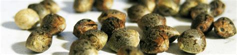 Купить Семена Конопли и Марихуаны ️ в Киеве и Украине - PowerSeeds ...