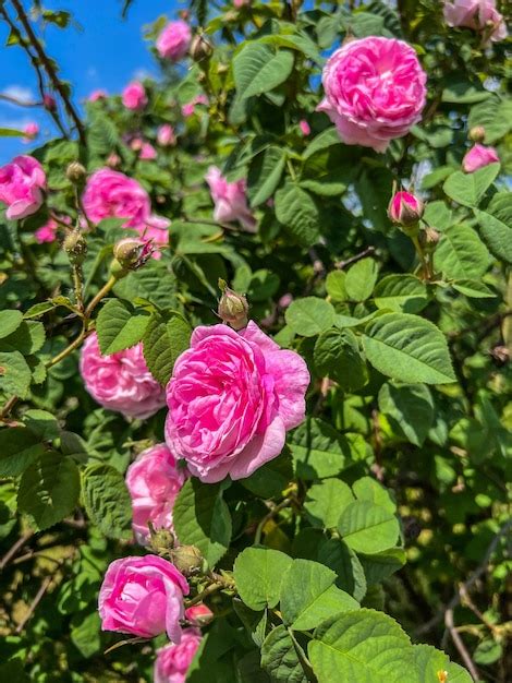 Premium Photo Pink Flowers On A Background Of Green Leaves And Blue