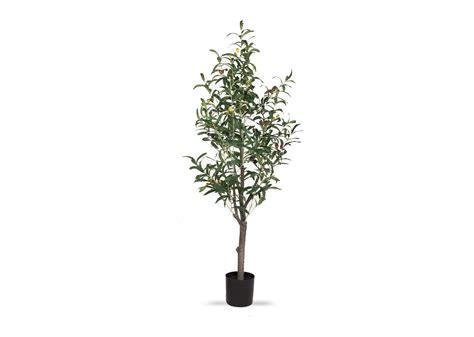 olive tree and pot 1