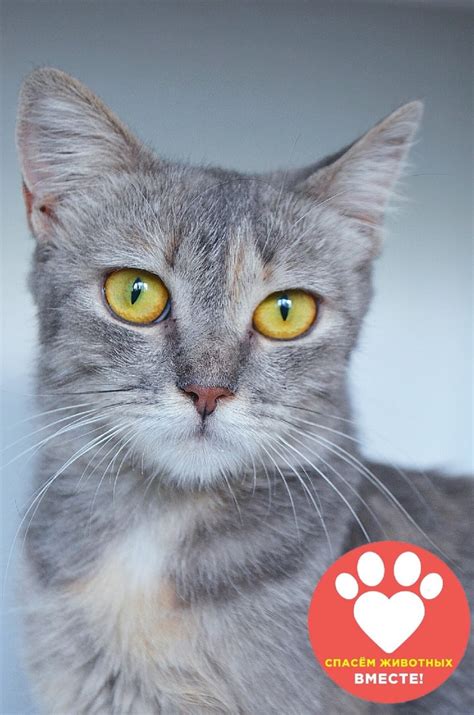 У нас есть не только котята , кошечки и котики | Помощь бездомным ...