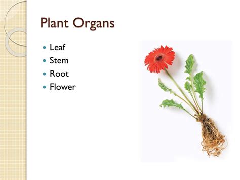 PPT - Plant Cells, Tissues and Organs PowerPoint Presentation, free ...